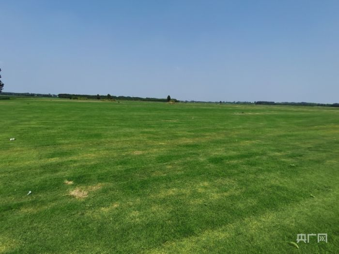 小王庄村草皮种植基地（央广网记者 汪宁 摄）
