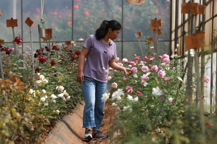 蹇洪英在查看月季开花情况（摄于2021年8月2日）。赵普凡 摄