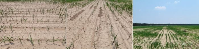 多名村民称，草皮种植对土壤破坏性强导致庄稼长势不好（央广网记者 汪宁 摄）