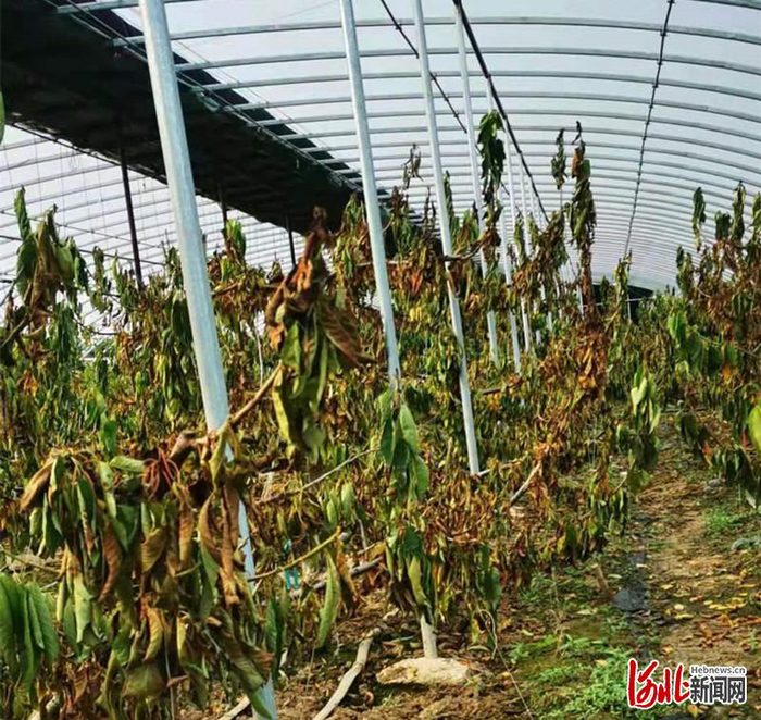 图为唐山市乐亭县汤家河镇示范园中受灾的果树。  网民吴先生供图