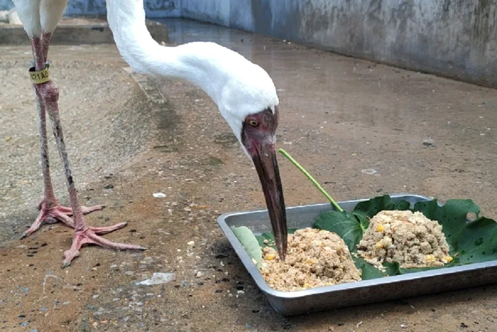 还有面包虫吗？