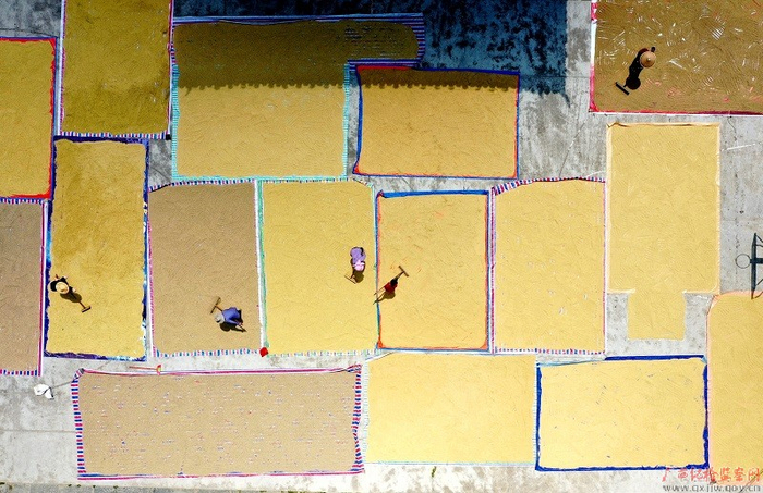 　　金秋时节，在柳州市三江侗族自治县的村寨中，侗族群众忙着收获和晾晒谷物，繁忙的丰收景象随处可见。（柳州市三江侗族自治县纪委监委供图 吴练勋/摄）