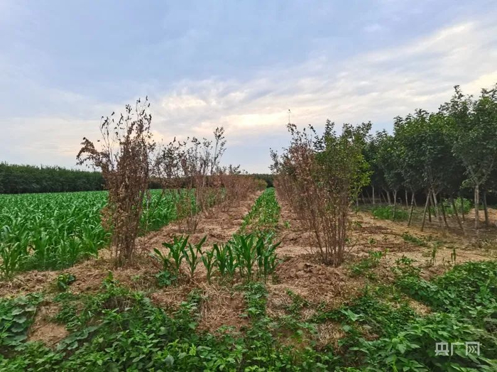 庄稼在园林“夹缝”中生存（央广网记者 汪宁 摄）
