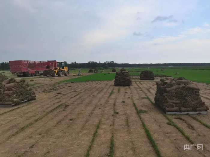 在鄢陵县周营南村，土地承包方工作人员在收割草皮（央广网记者 汪宁 摄）