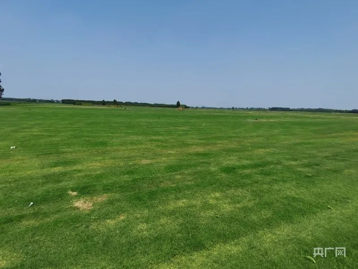 小王庄村草皮种植基地（央广网记者 汪宁 摄）