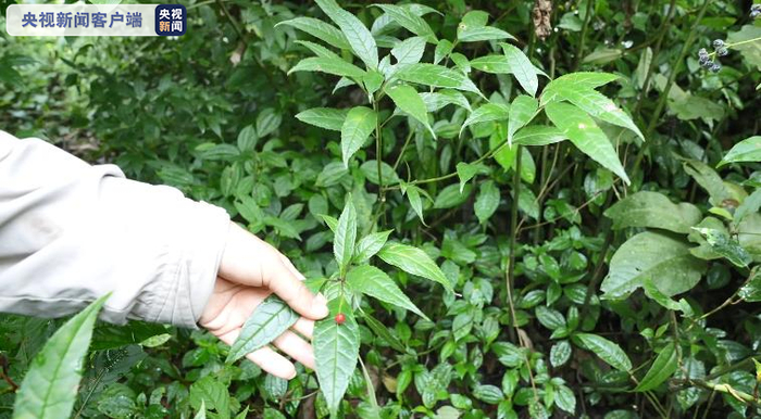 △张挺博士：这植物（叶上珠）超酷！