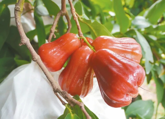 莲雾（图片来源：台媒）