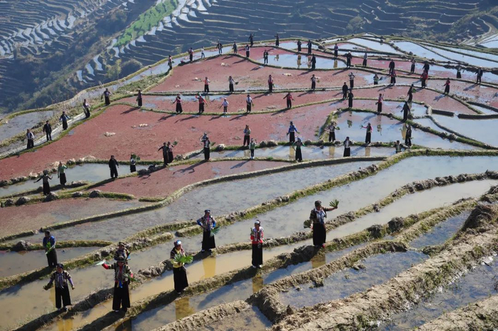 扇舞梯田 玉溪市委宣传部 供图