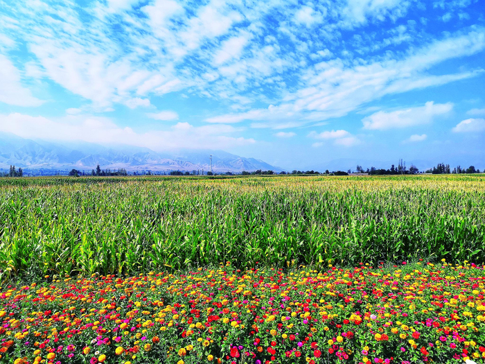 　　凉州区第一期高标准农田种植的玉米。 新甘肃·甘肃经济日报记者 欧阳文全 摄