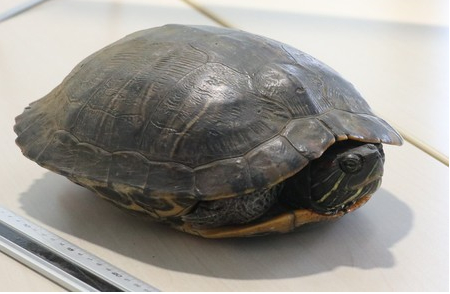 24日在成田机场被捕获的乌龟紧缩四肢，从壳中探出头来，看起来也受到了惊吓