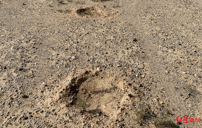 ↑从远处看，不容易注意到土坑中的梭梭树。图源：红星新闻