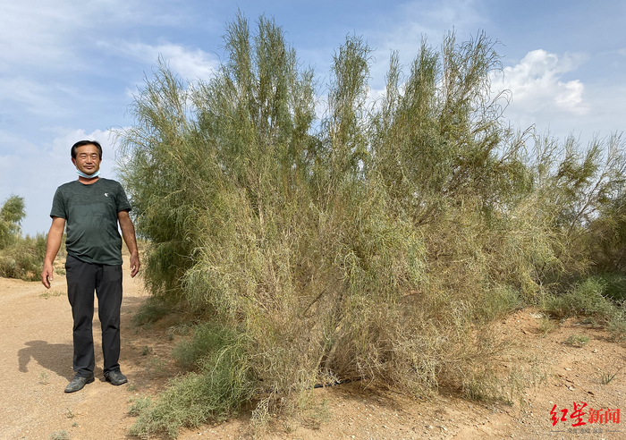 ↑胡开竟的梭梭林。图源：红星新闻