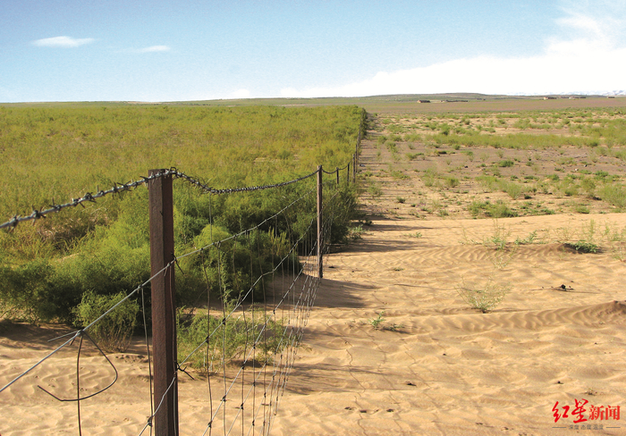 ↑当地造林建设见成效。图源：阿拉善盟林草局