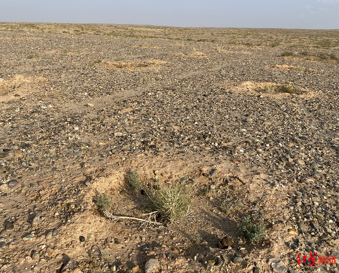 ↑土坑内不起眼的植物即为梭梭树，边缘绿色植物为沙蒿。图源：红星新闻
