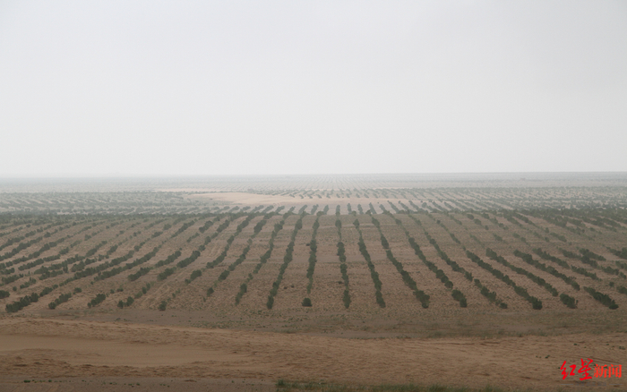 ↑阿盟造林就是在与干旱和风沙作斗争。图源：阿拉善盟林草局