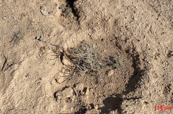 ↑记者注意到，从表面看，有梭梭树枝干已干枯。图源：红星新闻