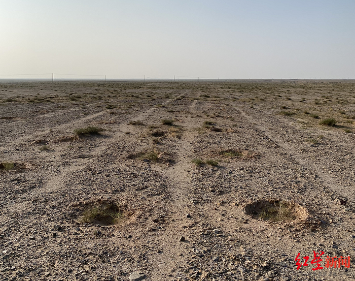 ↑陷入“风波”的蚂蚁森林277号林。图源：红星新闻