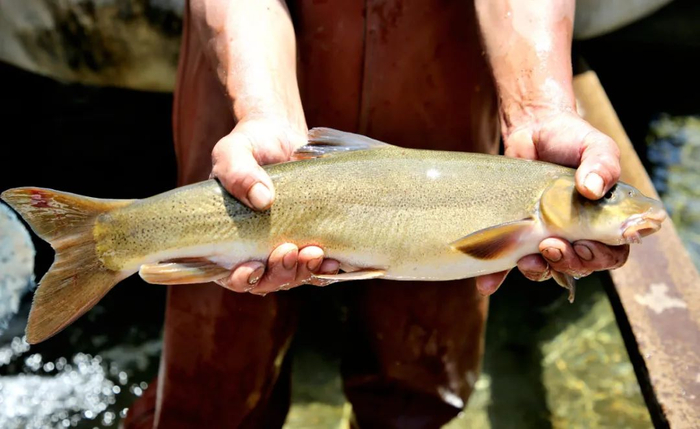 短须裂腹鱼 尹永权 摄