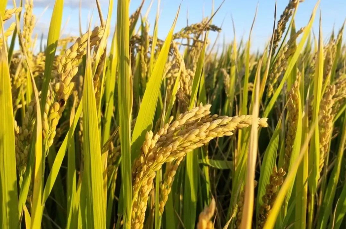 ▲ 稻熟粒满，软糯弹牙！华东师大在崇明横沙种“幸福生态米”大获丰收