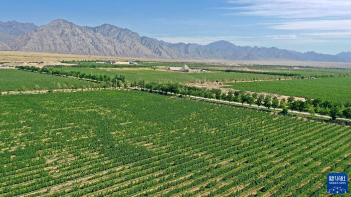 位于宁夏贺兰山东麓的酿酒葡萄种植基地（无人机照片，7月6日摄）。