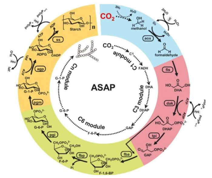 人造淀粉合成代谢途径的设计和模块化组装示意图