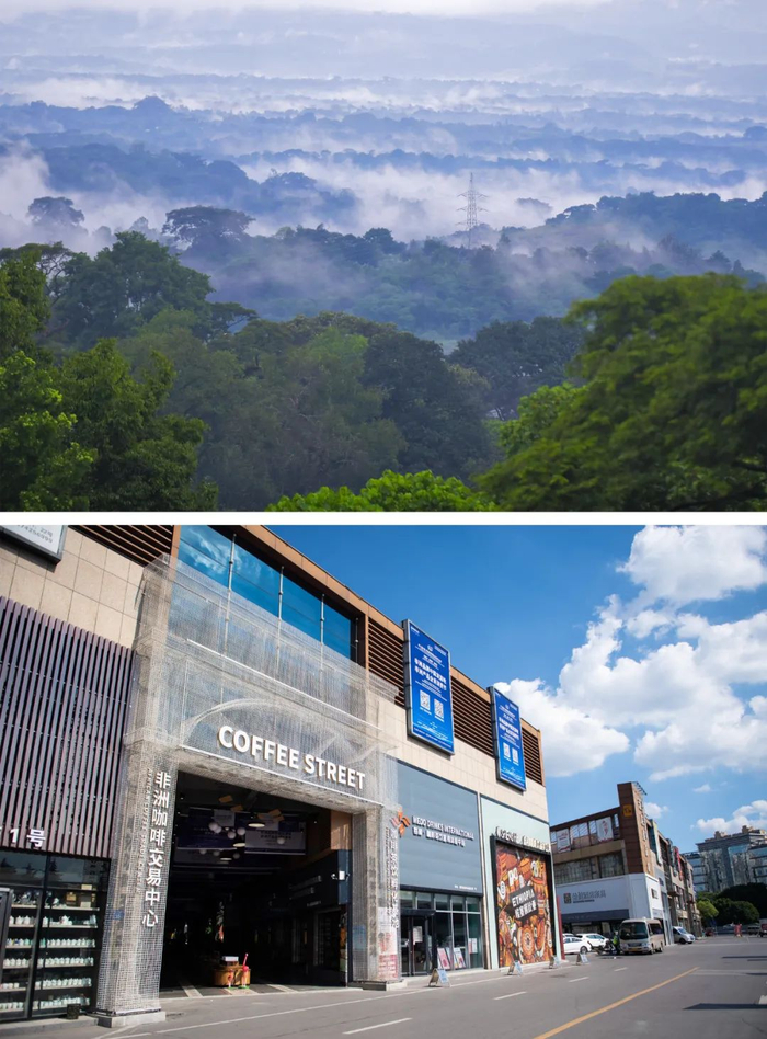 上图：这是9月22日拍摄的位于埃塞俄比亚奥罗米亚州戈马地区的一个咖啡园。新华社发（迈克尔·特韦尔德 摄）