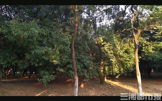 （烈士公园桂花林。记者 胡锐 摄）