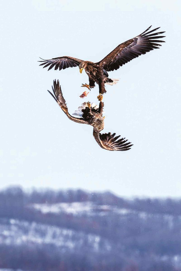 白尾海雕 谷宝臣摄