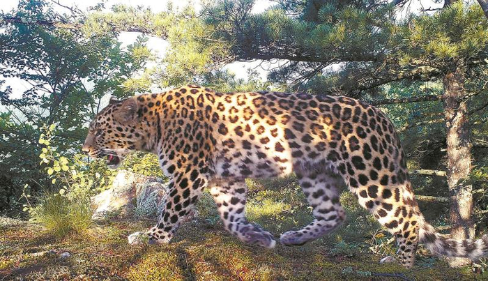 远红外监测相机拍摄到的东北豹