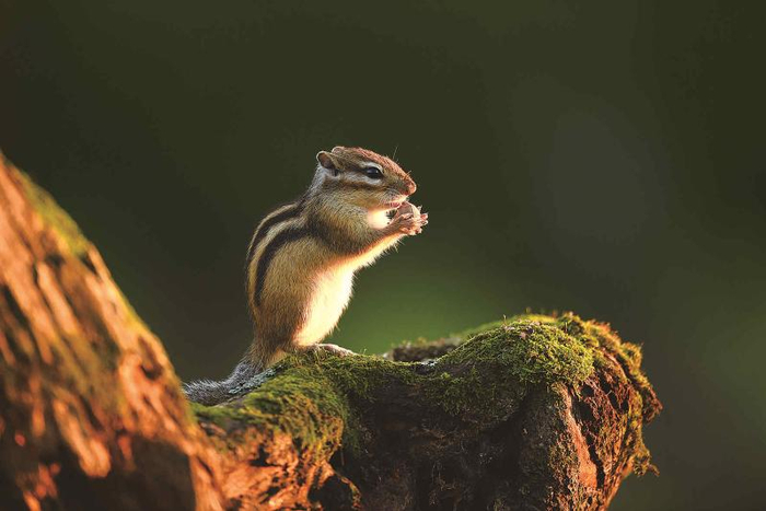 花栗鼠 谷宝臣摄
