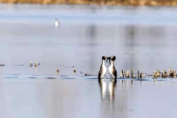 凤头䴙䴘 谷宝臣摄