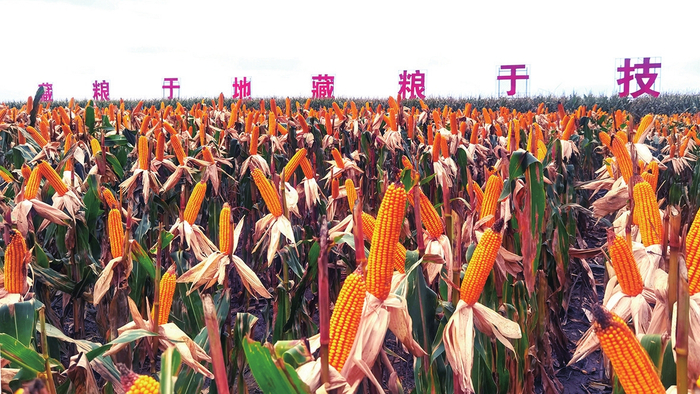 镇赉县玉米“水肥一体化模式”成果丰硕