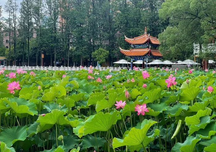 翠湖 周灿 摄