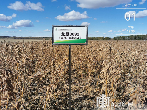 龙垦3092大豆生产示范田