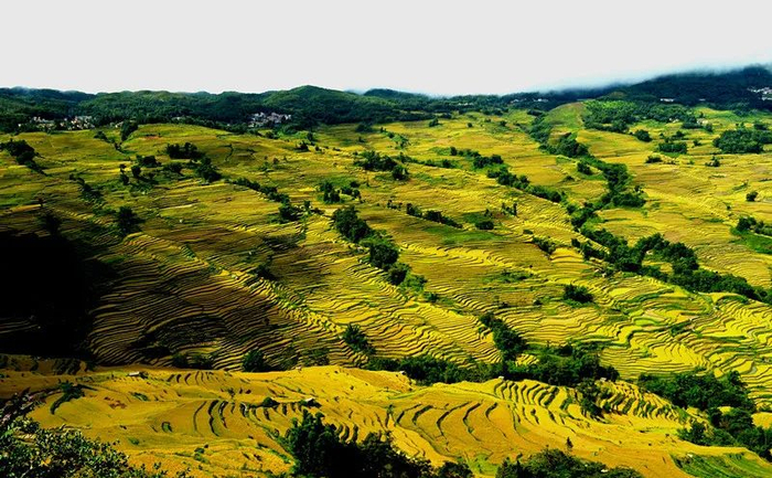 金秋稻浪 佟忠义 摄