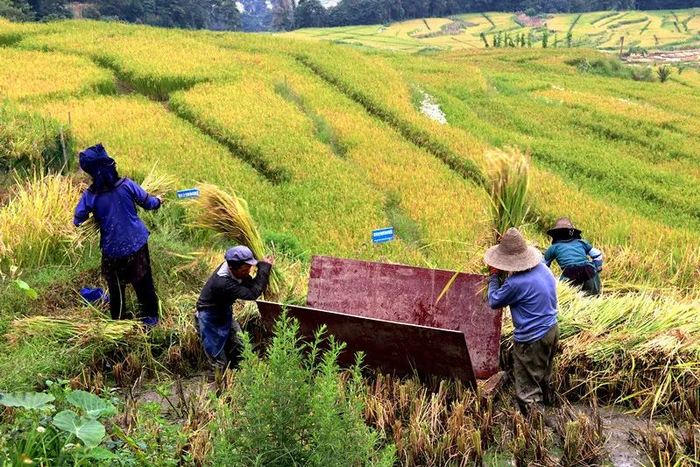 打谷穗 佟忠义 摄