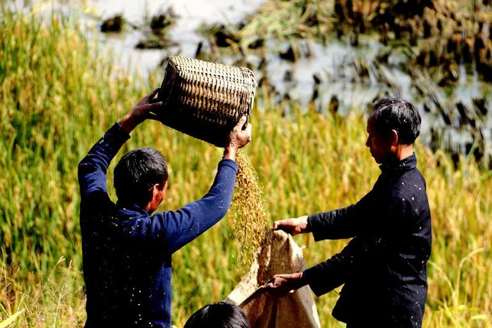 农民靠风力筛去瘪谷 佟忠义 摄