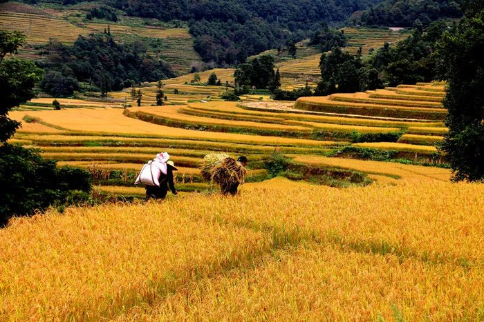 村民把谷子背回家 佟忠义 摄