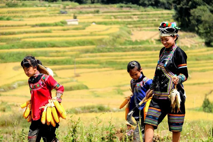 收获梯田鱼 佟忠义 摄