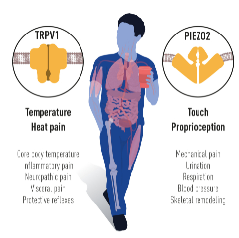 图4.今年诺贝尔奖获得者的开创性发现，解释了热、冷和触觉如何在我们的神经系统中触发信号。获奖者发现的离子通道对许多生理过程和疾病至关重要。