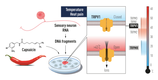 图2戴维·朱利叶斯使用辣椒中的辣椒素鉴定出了TRPV1，这是一种由伤害性温度激活的离子通道。科学家随后还鉴定出了其他相关的离子通道，我们现在知道了不同的温度在神经系统中诱发电信号的机制。