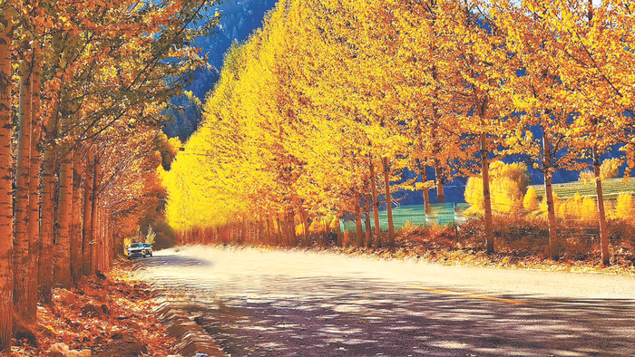 最美的秋景在路上。（华旦扎西  摄）