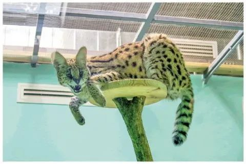 北京市大兴区北京野生动物园救护站里的薮猫。（北京市园林绿化局供图）