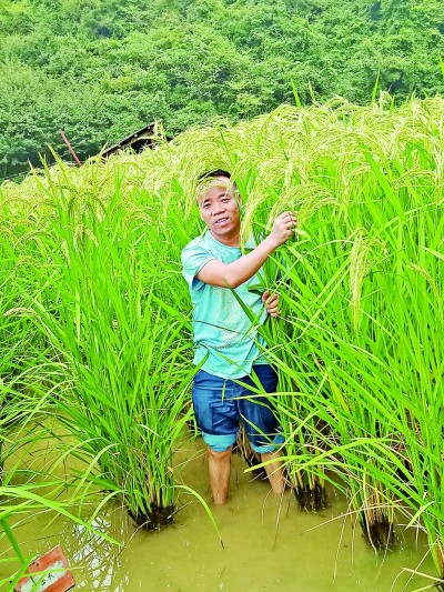 比有牛哥还高的老稻种——白荣禾 图片由作者提供