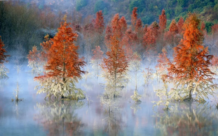 水杉与湿地交相辉映 如油画一般 图源：新华社
