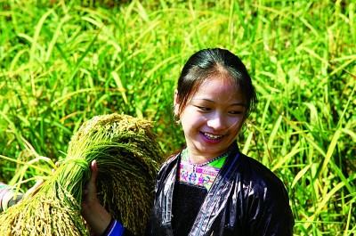 丰收的喜悦挂在侗家姑娘的脸上 图片由作者提供