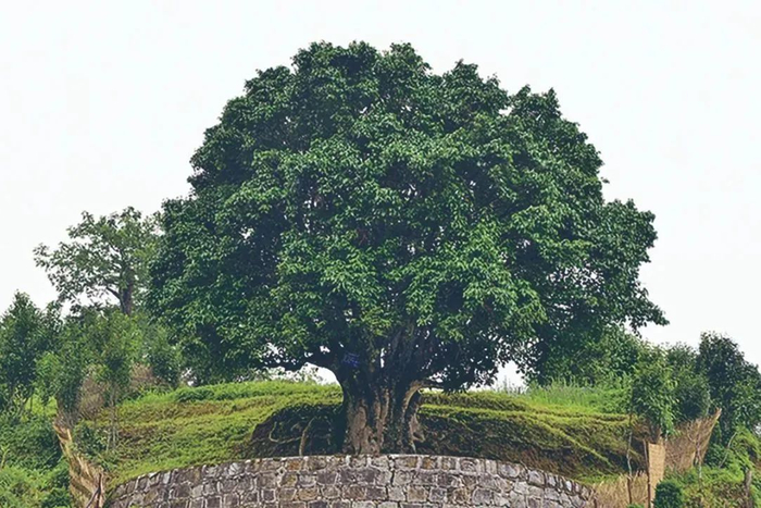 “锦绣茶尊”  图源：“今日临沧”微信公众号