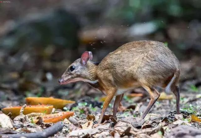 鼷鹿 西双版纳州委宣传部供图