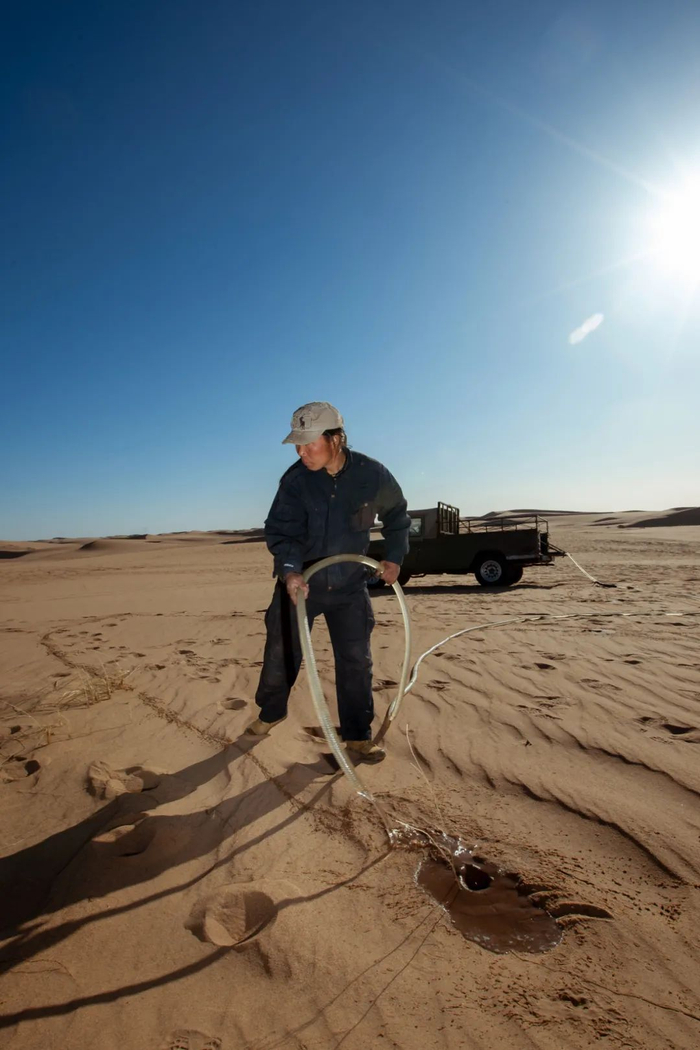  内蒙古当地村民在荒漠区种植梭梭树