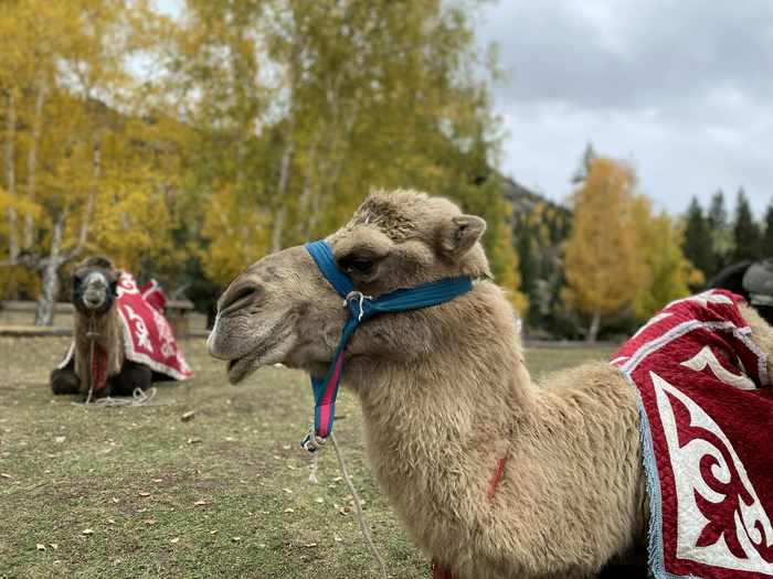 （等待“营业”的骆驼 时代周报记者摄）